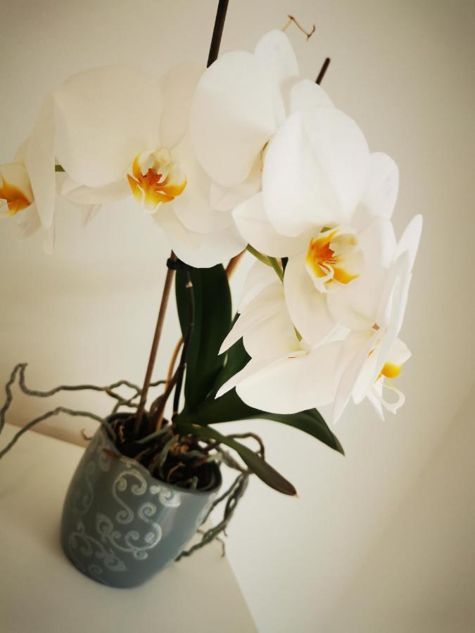 Ferienwohnung Orchidee Miltach 外观 照片